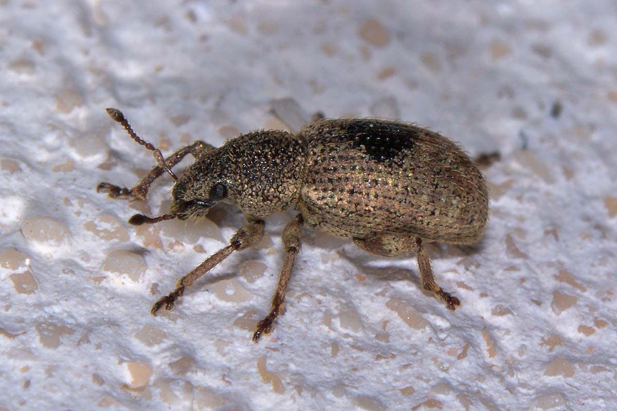 Mesagroicus amicalis - Curculionide